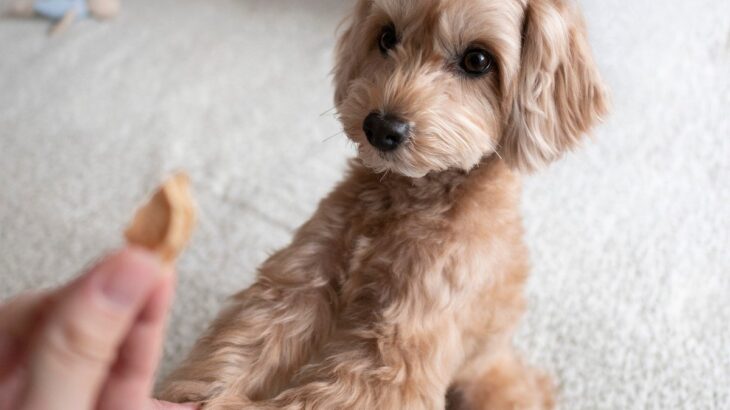 犬にNGな『ご褒美』4選　注意すべき与え方や健康被害をもたらすモノまで(ブログ)