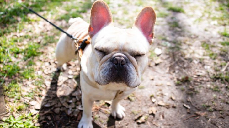 鼻がぺったんこの犬が注意すべき病気５つ　鼻ぺちゃが原因になる？知っておくべき予防法まで(ブログ)