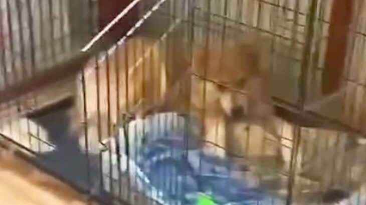 ７年間も一緒にいたオーナーに捨てられた『心を閉ざす犬』が…当時では考えられない『保護後の光景』が128万再生「犬は愛おしい」「幸せになって」(ブログ)