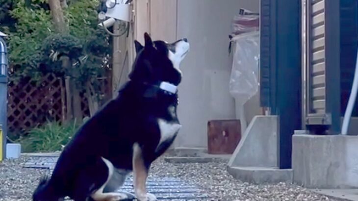 犬におやつをあげようとしたら、カラスが…予想外だった『まさかの展開』にブチギレる様子が23万再生「動物界は厳しい」「なんたる悲劇ｗ」(ブログ)