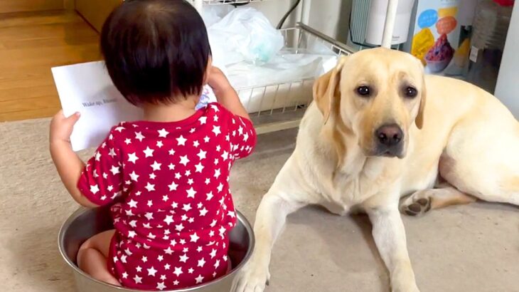 赤ちゃんがタライに入って絵本を読んだら、大型犬が…『読み聞かせに付き合ってあげる光景』が優しすぎると31万再生「第二のママ」「尊い」(ブログ)