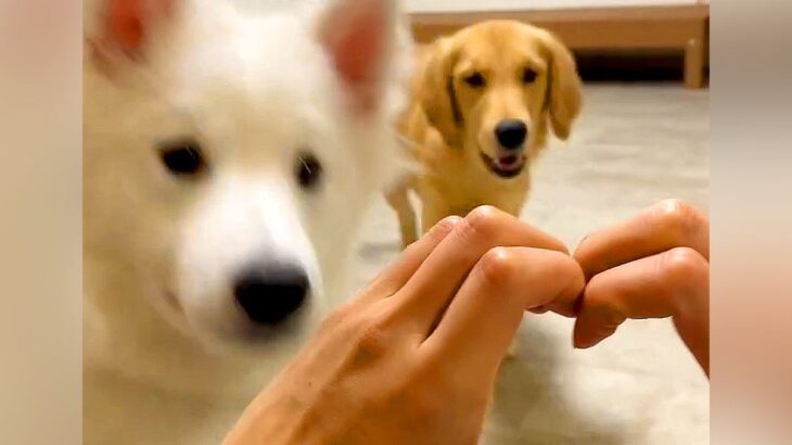 犬に芸を教えていたら、別の犬が乱入してきて…想像と違う『コントのような結末』が17万再生「ぎゅむってなる顔可愛すぎｗ」「どちらも最高」(ブログ)