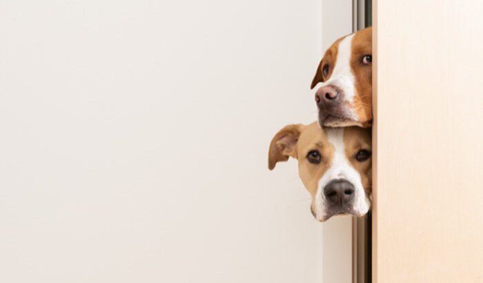 犬が『飼い主のお風呂を覗く』心理4選　こっそり見られている時にすべき飼い主の対応とは？(ブログ)
