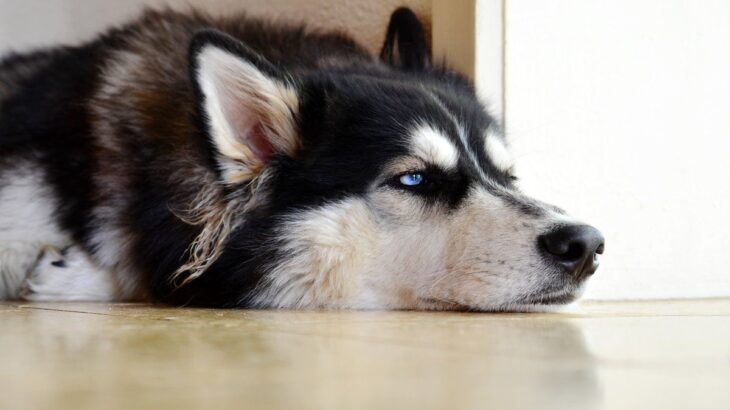 犬が『呆れてる』ときに見せる行動7選　あなたの態度が愛犬を失望させてしまう可能性も…(ブログ)