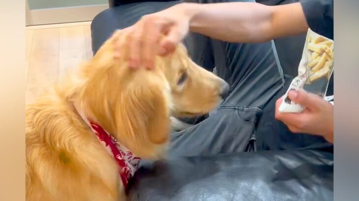 バイト４ヶ月目の長男→初めての給料で買ったものが…感動的な『犬への貢ぎ物』が108万再生「ホントに優しい息子さん」「素敵すぎ」と称賛の声(ブログ)