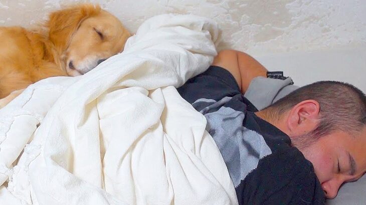 『寝ている大型犬とパパ』を留守番させた結果…留守番中の『感情出すぎな表情』が可愛いと67万再生「不服そうで草」「パパとの温度差ｗ」(ブログ)