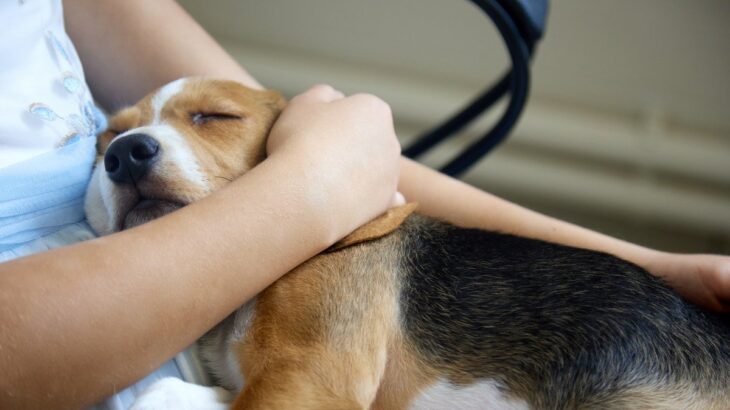 犬が『突然死する』原因5選　なぜ急死してしまうの？考えられる病気とは(ブログ)