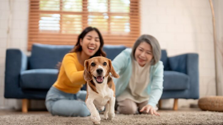 犬が突然部屋の中を走り出すのはなぜ？　5つの理由から注意点や対処法まで解説(ブログ)