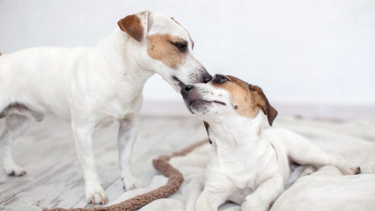 『犬が犬をなめている』ときの心理6つ　わんこにとっては欠かせない？意外な理由をご紹介(ブログ)