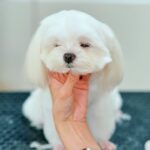小さな犬の女の子をトリミングしていたら…まさかの『ハサミの音で寝落ちしてしまう光景』が話題に「お利口さん」「癒される」と1万再生(ブログ)