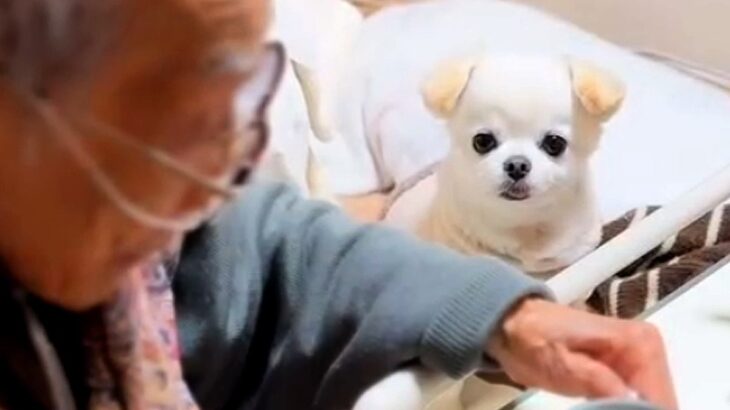 『95歳のおじいちゃん』の介護に行ったら、連れていった犬が…涙が出るほど尊い『優しい光景』が116万再生「健気すぎ…」「絆を感じる」(ブログ)