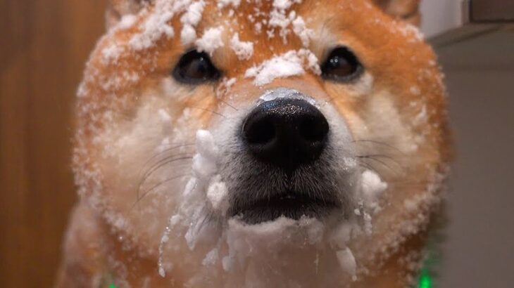 大雪の中『犬の散歩』に出かけた結果…まさかの『別犬になってしまう光景』が可愛すぎると69万再生「どちらさま？」「楽しそうで何よりｗ」(ブログ)