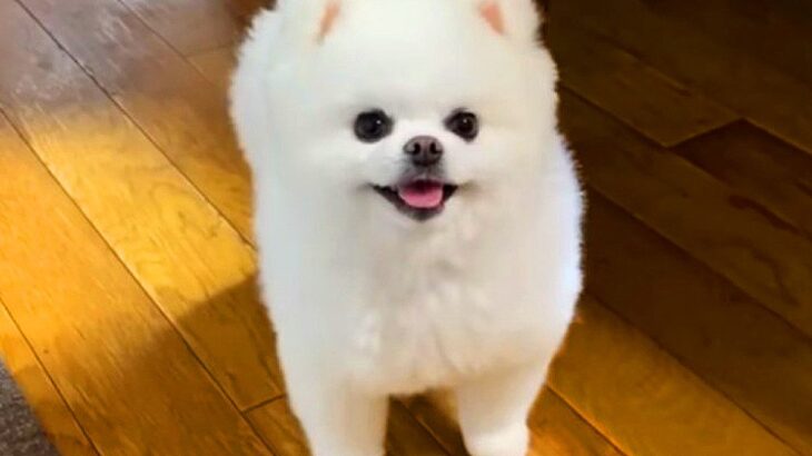 おばあちゃんと久しぶりに再会した犬→うれしくなりすぎた結果…まさかの『やらかしてしまう光景』が16万再生「テンションMAXで可愛い」の声(ブログ)