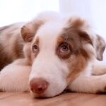 いつも一緒にいた子犬と、初めて離れ離れになった先輩犬が…健気すぎる『帰りを待つ光景』が泣けると26万再生「尊い…」「最高の関係性」(ブログ)