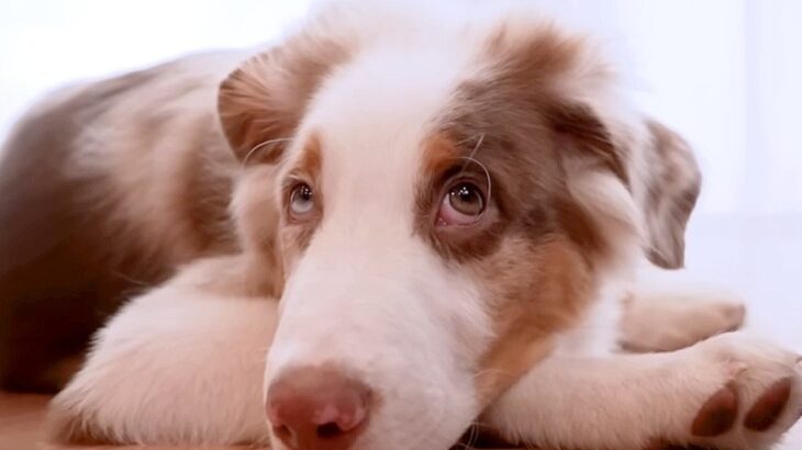 いつも一緒にいた子犬と、初めて離れ離れになった先輩犬が…健気すぎる『帰りを待つ光景』が泣けると26万再生「尊い…」「最高の関係性」(ブログ)