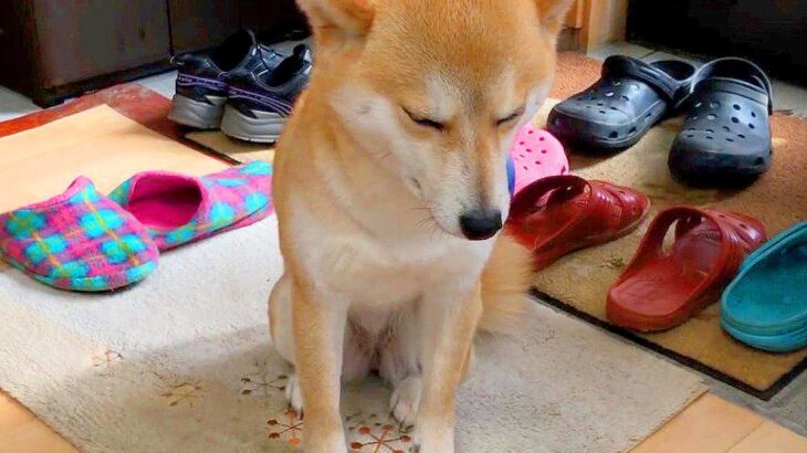 はしゃぎすぎてトラブルになった犬→猛反省してると思ったら…まさかの『チャンスを伺っている光景』が21万再生「怒るに怒れないｗ」「大女優」(ブログ)