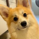 洗顔をしていたら、背後に犬が来て…まさかの『渾身のお手』を披露して立ち去る姿が30万表示「可愛すぎるｗｗ」「誇らしげで草」と絶賛の声(ブログ)