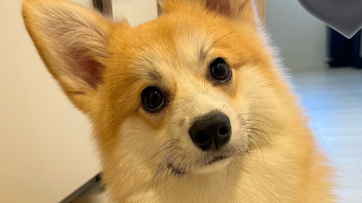 洗顔をしていたら、背後に犬が来て…まさかの『渾身のお手』を披露して立ち去る姿が30万表示「可愛すぎるｗｗ」「誇らしげで草」と絶賛の声(ブログ)
