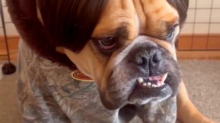 カツラがあったので、犬に被せてみた結果…腹筋崩壊レベルの『衝撃的な姿』が409万再生「ドン引きしてて草」「めっちゃ笑ったｗ」と大爆笑(ブログ)
