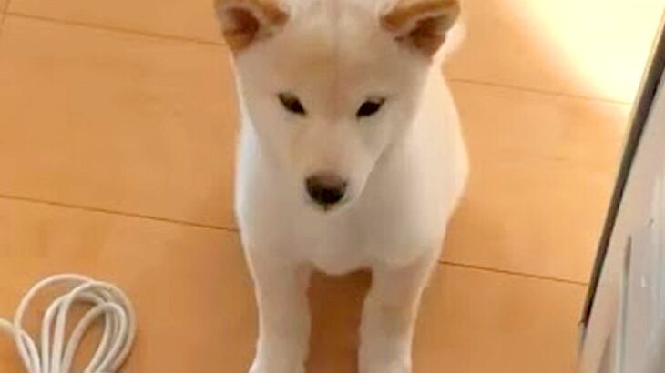 朝起きて階段を下りたら、子犬が…とんでもなく尊い『寝起きの光景』が羨ましすぎると113万再生「起きるのが楽しみ」「愛くるしい」と絶賛(ブログ)