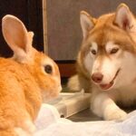 友人が『家にウサギを連れてきた』結果、強面の大型犬が…予想していなかった『まさかの光景』が14万再生「尊すぎる」「優しい眼差し」と絶賛(ブログ)