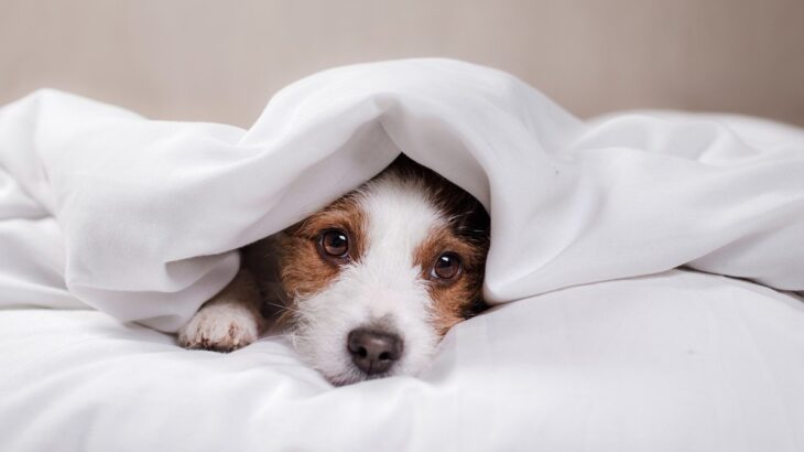 愛犬を苦しめる『人間の習慣』5選　今すぐに改善すべき飼い主の日課とは？(ブログ)