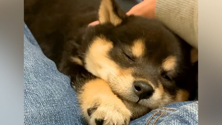 膝の上に赤ちゃん犬を乗せたら→すやすや眠ってしまい…とんでもなく尊い『静かな寝言』が257万再生「ささやき天使」「極上の癒し」と悶絶(ブログ)