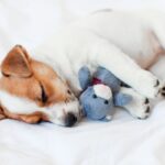 犬にとって『ぬいぐるみ』はどんな存在なの？　考えられる4つの心理から注意点まで解説(ブログ)