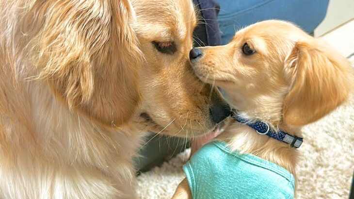 4ヶ月の子犬を預かったら、家にいた2匹のワンコが…想像以上の行動に『疲労困憊する光景』が53万再生「底なしの体力ｗ」「見守り隊も大変」(ブログ)