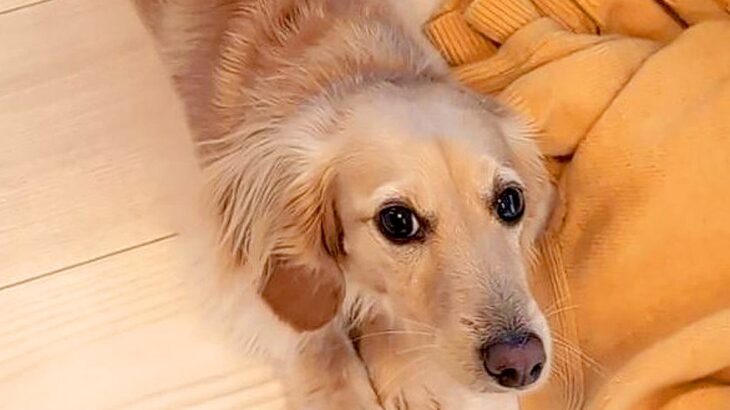 ダックス犬が『思いっきり伸びをした』結果…想像を超える『衝撃的な長い体』に6万いいね「ダントツで長い」「引っ張った！？」と驚きの声も(ブログ)