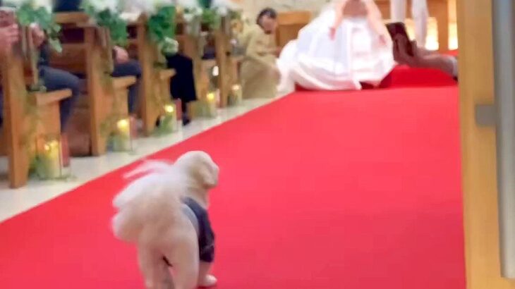 友人の結婚式で『犬が指輪を届ける大役』を担った結果…まさかの『挨拶まわりをする光景』が440万表示「愛想良すぎて草」「可愛いｗ」と絶賛(ブログ)
