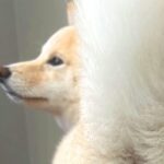 『犬の後ろ姿』を撮影しようと思ったら…まさかの『大胆すぎる姿』に1万1000いいね「完璧な菜々緒ポーズで草」「美脚すぎて笑ったｗ」と絶賛(ブログ)