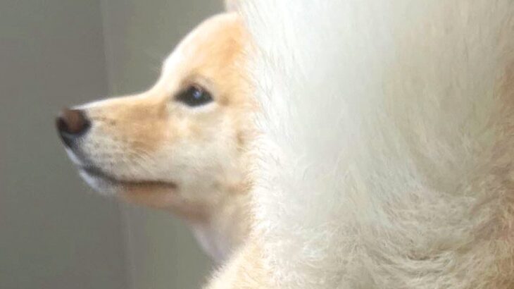 『犬の後ろ姿』を撮影しようと思ったら…まさかの『大胆すぎる姿』に1万1000いいね「完璧な菜々緒ポーズで草」「美脚すぎて笑ったｗ」と絶賛(ブログ)