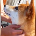 『繁殖引退犬』をお迎えした結果…当時では考えられない『４年後の光景』が泣けると22万表示「素敵すぎる」「幸せなのが伝わる」と感動の声(ブログ)