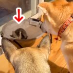 生後2か月の『赤ちゃん猫』が家に来た結果、犬たちが…どうしても気になってしまう『尊い行動』が71万再生「見守ってる」「ホント優しい」(ブログ)