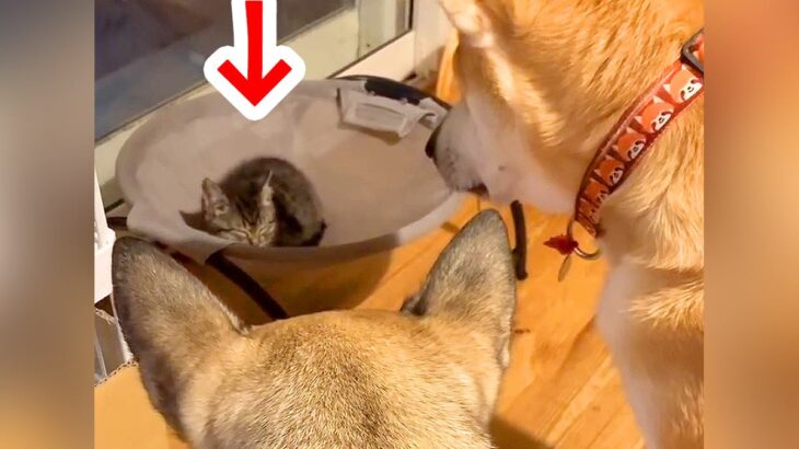 生後2か月の『赤ちゃん猫』が家に来た結果、犬たちが…どうしても気になってしまう『尊い行動』が71万再生「見守ってる」「ホント優しい」(ブログ)