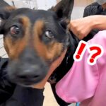 ウッキウキでお出かけする大型犬→行き先がまさかの病院で絶望…文句を言いまくる光景が7万再生「ぴーぴー可愛いｗ」「でも頑張って偉い」(ブログ)