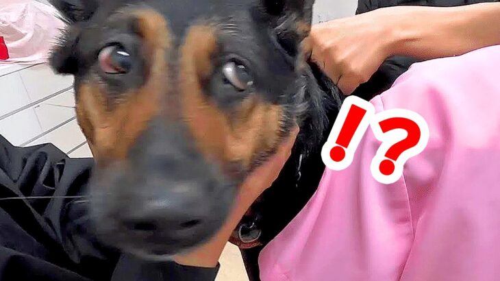 ウッキウキでお出かけする大型犬→行き先がまさかの病院で絶望…文句を言いまくる光景が7万再生「ぴーぴー可愛いｗ」「でも頑張って偉い」(ブログ)