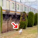 電車をみると走り出してしまう犬→２台の電車が『交差』したら…想定外の展開で『パニックになる光景』が230万再生「戸惑ってて草」「速すぎｗ」(ブログ)