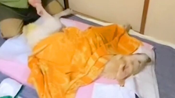 『推定15歳の大型犬を介護する』ということ…大きいワンちゃんをお迎えする全員に伝えたい『飼い主の想い』が186万再生「涙が溢れる」と感動(ブログ)