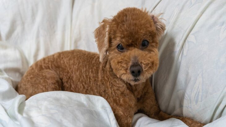 犬が布団をホリホリする『４つの心理』毛布などを執拗に掘る理由や注意点まで(ブログ)