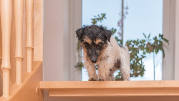 犬の大怪我につながる『室内環境』の共通点5つ　注意が必要な場所や安全な環境づくりのポイントを解説(ブログ)