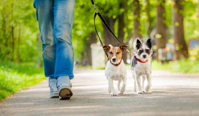 犬の散歩に行っちゃダメな『NGタイミング』4選　愛犬に悪影響を及ぼす危険行為とは(ブログ)