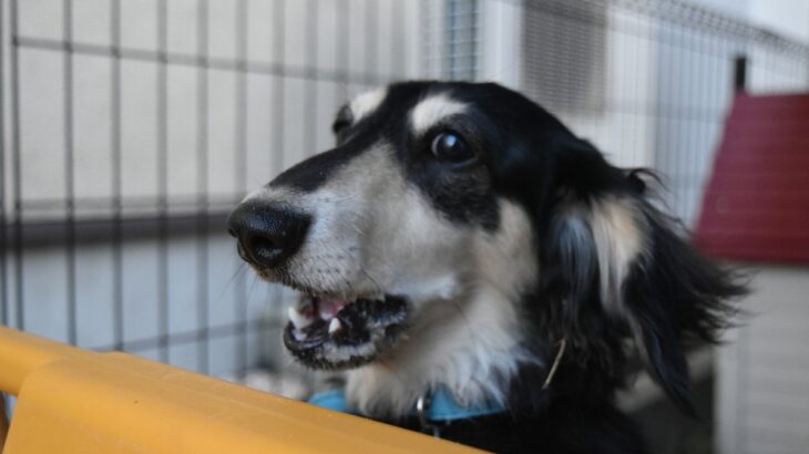 愛犬が『家の中でだけ』吠える4つの理由　叱るべきではない？やめさせるコツや対策法を解説(ブログ)
