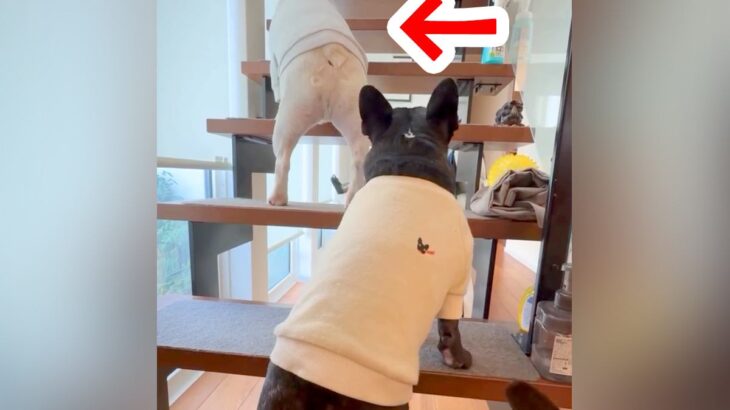 階段の途中で止まってしまった犬→後ろにいたワンコたちが…とんでもなく可愛い『渋滞する光景』が57万再生「待ってるの優しい」「最高の癒し」(ブログ)