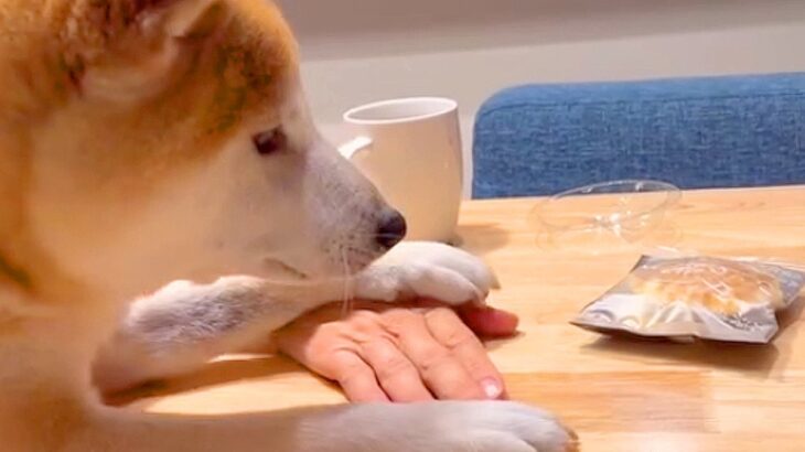 テーブルの上の『どら焼き』を食べようとしたら、犬が手を押さえてきて…賢すぎる『まさかの犯行』が12万再生「器用で草」「現行犯逮捕ｗ」(ブログ)