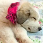 『こんなに赤ちゃんだった犬が…』超大型犬の子犬を飼った結果…尊すぎる『７年後の光景』が34万再生「ずっと可愛さMAX」「涙出た」と大絶賛(ブログ)