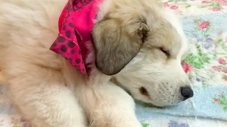 『こんなに赤ちゃんだった犬が…』超大型犬の子犬を飼った結果…尊すぎる『７年後の光景』が34万再生「ずっと可愛さMAX」「涙出た」と大絶賛(ブログ)