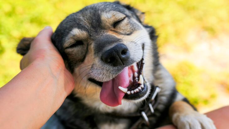 犬が『撫でてください』と伝えているサイン４つ　気付いてあげたい仕草から撫でることで得られるメリットまで(ブログ)