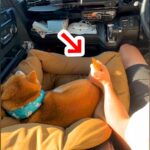 車の助手席に犬を乗せたら、しっぽが…まさかの『シフトレバーになる光景』とリアクションが284万再生「平和すぎるｗ」「無抵抗で草」と爆笑(ブログ)